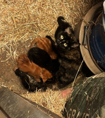 Two kittens remaining.
