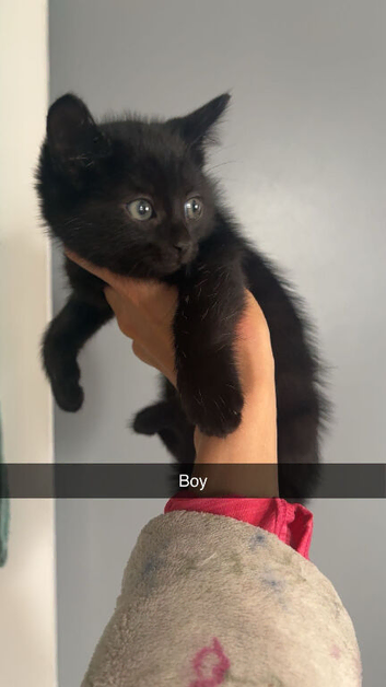 Last boy kitten