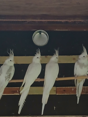 Baby albino cockatiel for sale