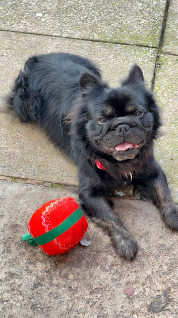 Long haired frenchie KC registered