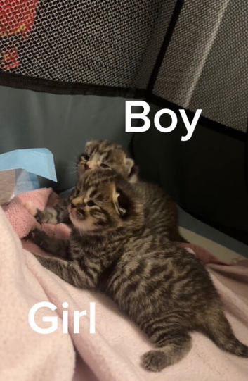 Two beautiful kittens for sale