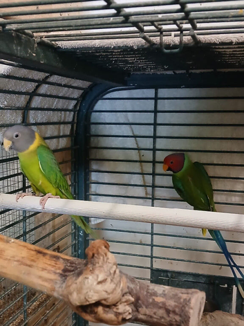 Pair of Plumheads for sale