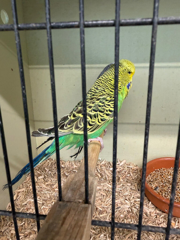 2 male budgies