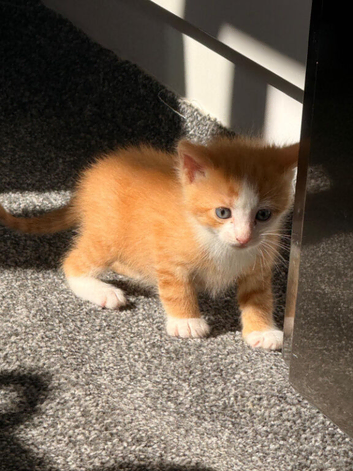 Charlie and Ginger need a loving home