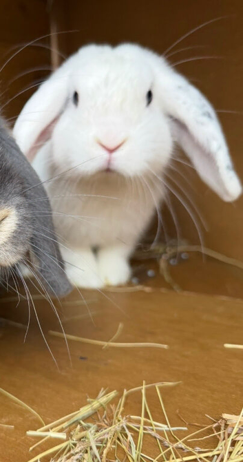 Mini lop boy
