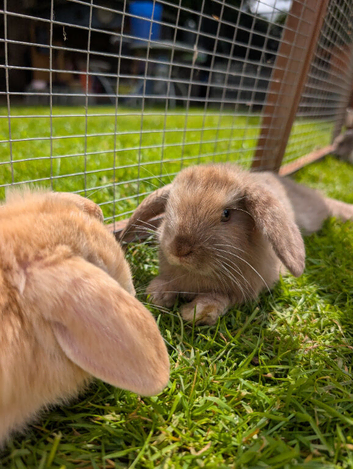 Mini lops