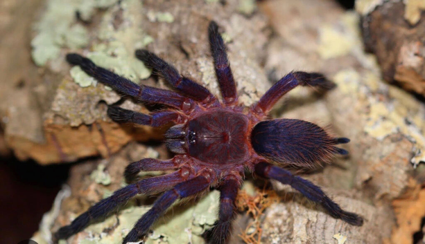 Neon pink and purple tarantula