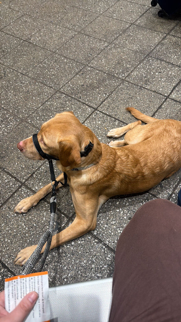 Puppy