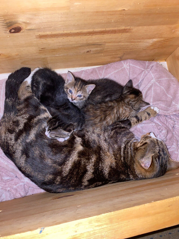 Beautiful kittens for sale 1 male 1 female left