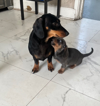 Miniature dachshund, little girl