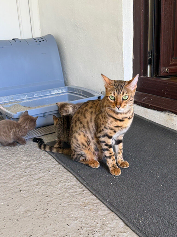 Beautiful Bengal x kittens