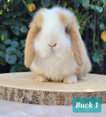 Mini lop bunnies & adults available