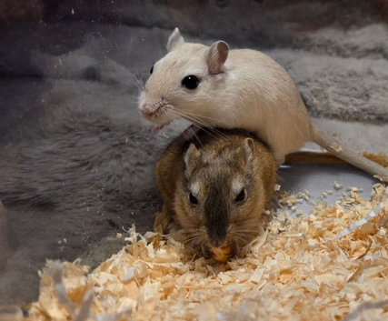 X2 male gerbils
