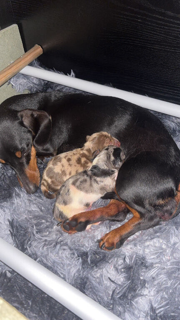 Country-Raised Miniature Dachshund Puppies available 18th november