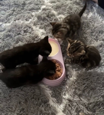 Kittens
