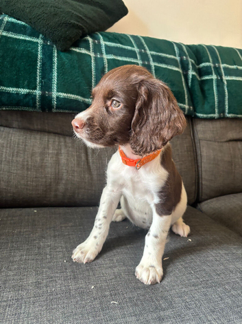 Springer spaniel puppies ready to go