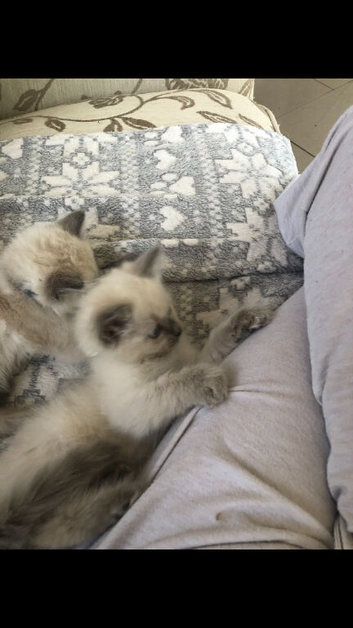 Adorable Ragdoll Kittens