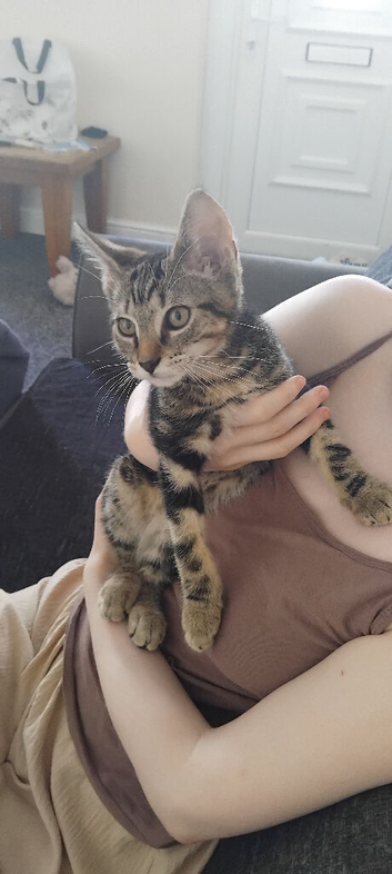 Kitten 13 weeks old