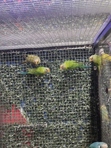 Plum headed parakeet babies parent reared