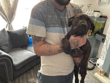 Presa canario x dogue de Bordeaux
