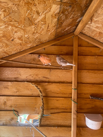 1 pair sib bullfinch