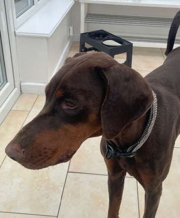 Dobermann
