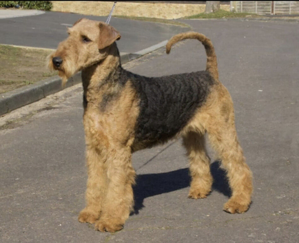 Gorgeous Airedale Litter!