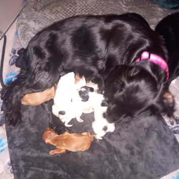 Cavalier King Charles x Cockapoo