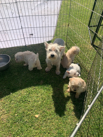 Westiepoos
