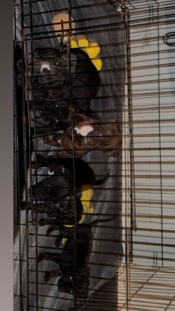 Puppies