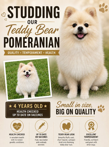 Teddy Bear Pomeranian for Stud