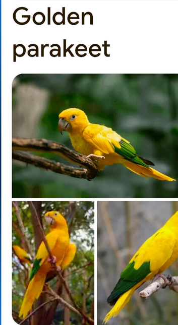 Four queen of bavaria golden conures
