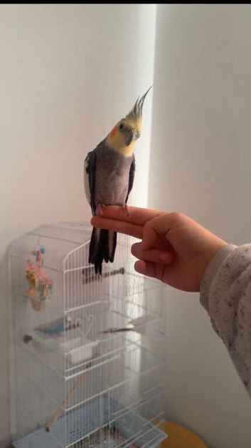 Male cockatiel