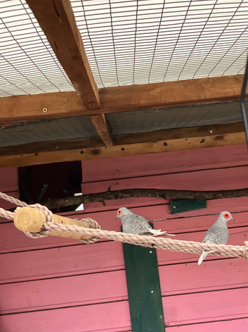 2 canaries, 3 diamond doves and 10 button quail