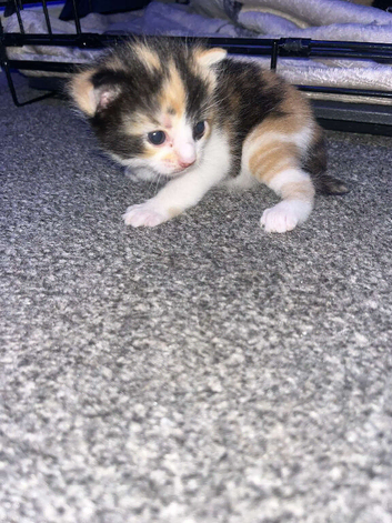 Kittens looking for their forever home