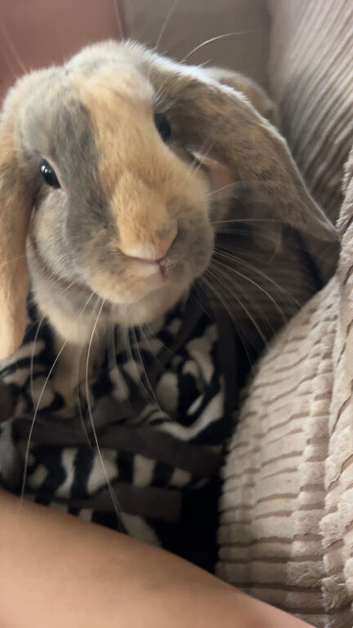 Bailey the bunny
