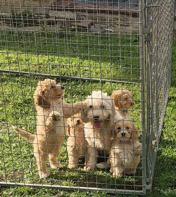 Cockapoo puppies
