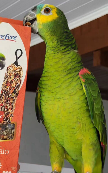 Baby tamed blue front Amazon talking parrot