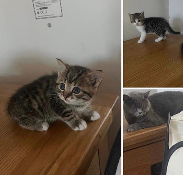 Mixed short haired British blue kittens