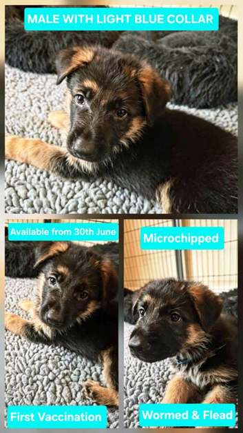1 Gorgeous Male German Shepherd Puppy