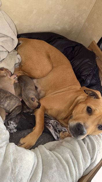Staffie X Mastiff