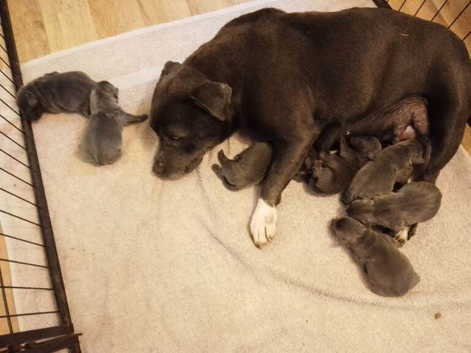 kc blue Staffordshire Bull Terrier