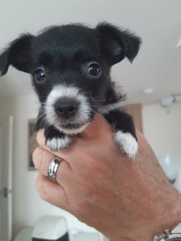 Stunning Miniature Yorkie Russell pups