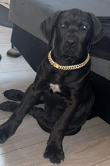 Cane Corso x Boerboel