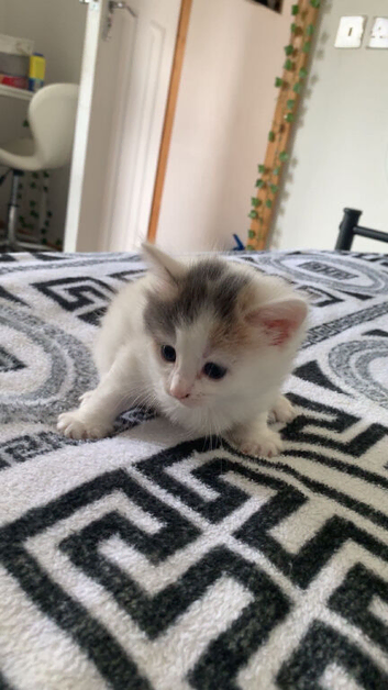 Kittens Looking for a forever home 2 boys 2 girls