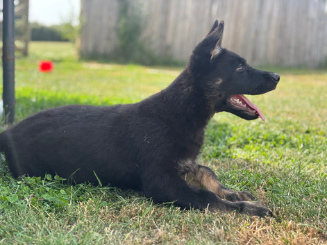 Working Line GSD Puppies KC Registered