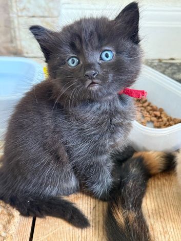 Black kitty