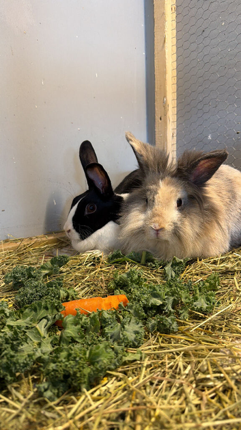 2 bunnies for sale