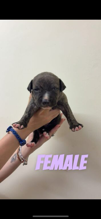 Staffy /Staffordshire bull terrier / puppy/ pup/ dog / bitch /