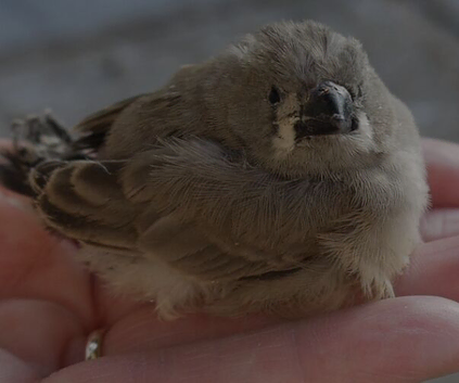 ZEBRA FINCHES FOR SALE